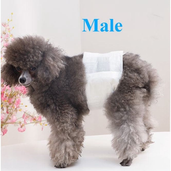 Pakeway Male Dog Pet Diaper-Medium (30-48Cm)-12pcs/pack
